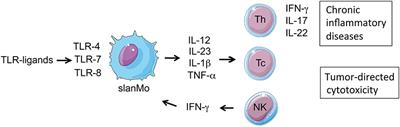 Current Concepts on 6-sulfo LacNAc Expressing Monocytes (slanMo)